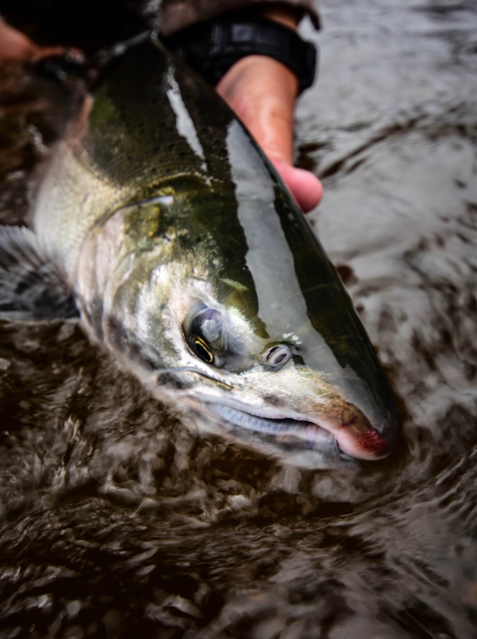 Alaska Silver Salmon