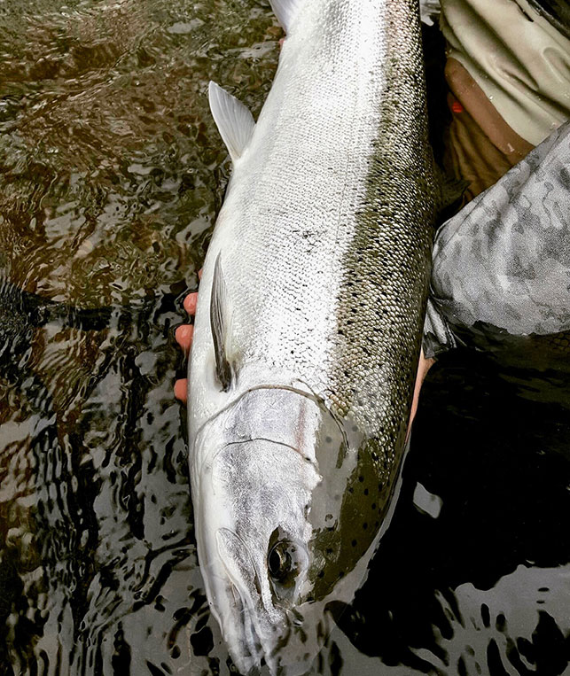 Kenai River Fishing Guide