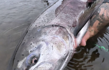 A client of RiverRise Fishing Guides holding a King Salmon from a recent fishing trip