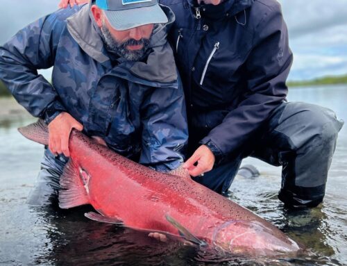 Kenai King Salmon Closed, Kasilof Open