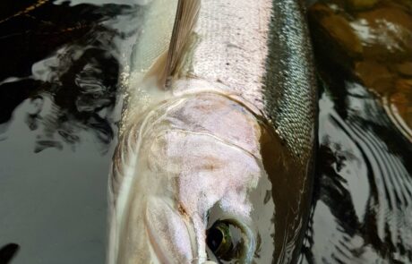 clients fishing for steelhead on a recent trip