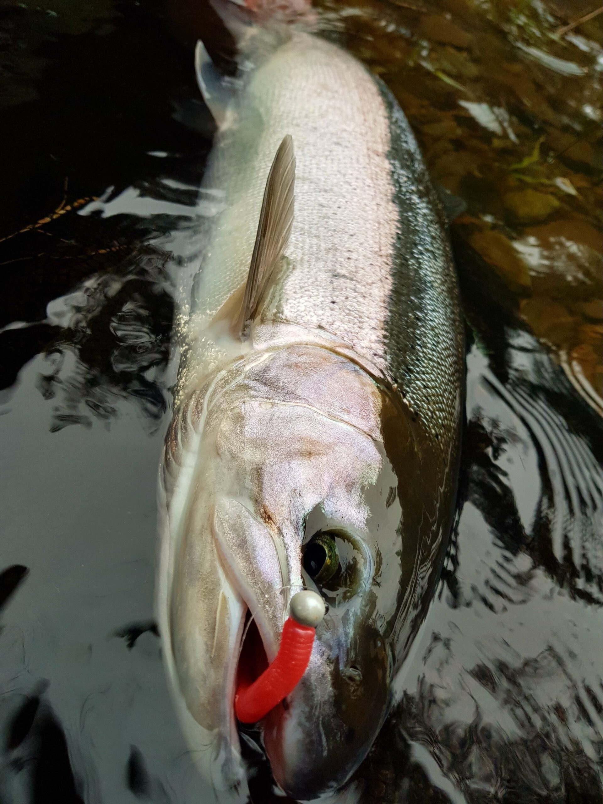 Kenai River Fishing Guide