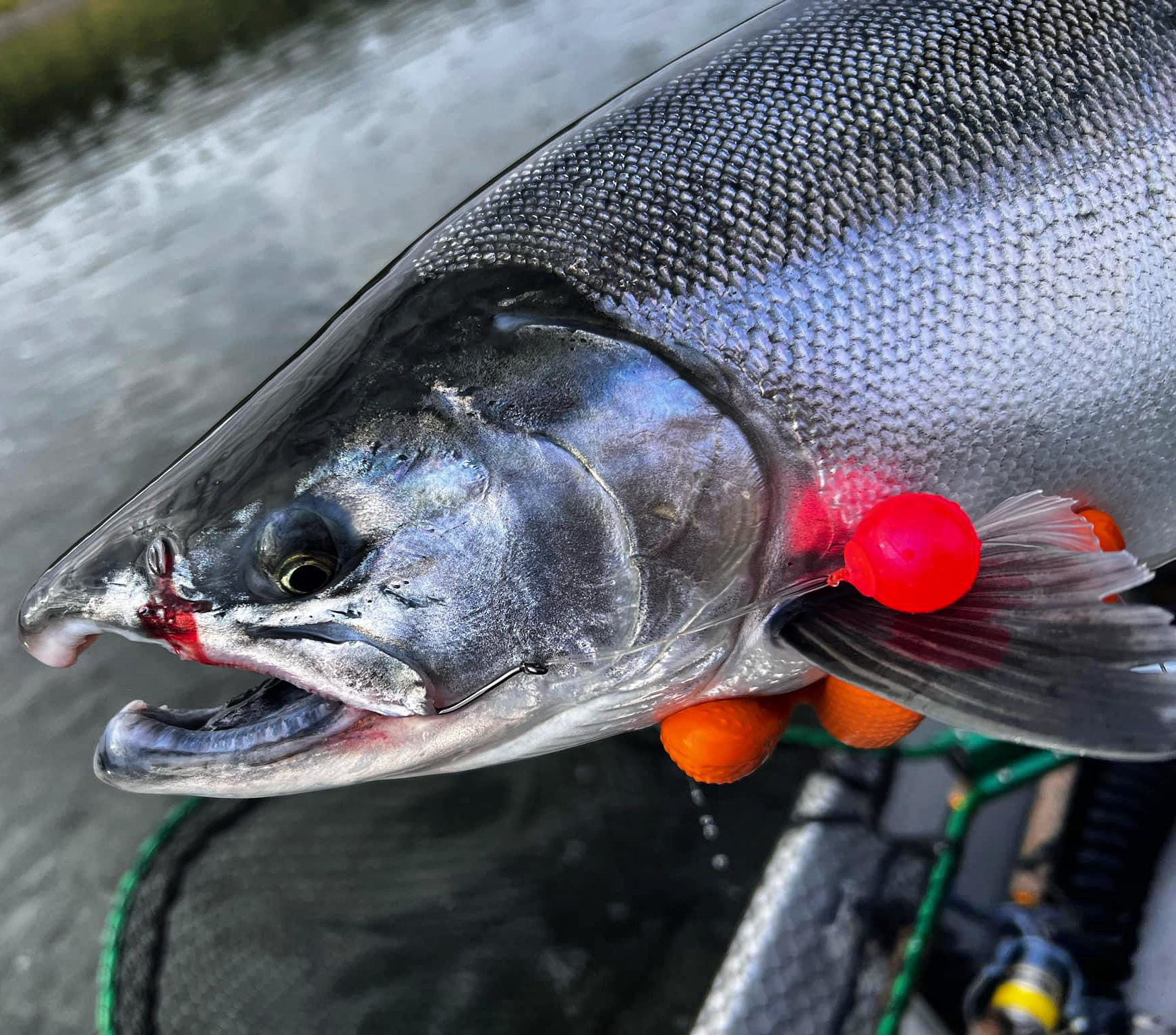 Kenai River Fishing Guide