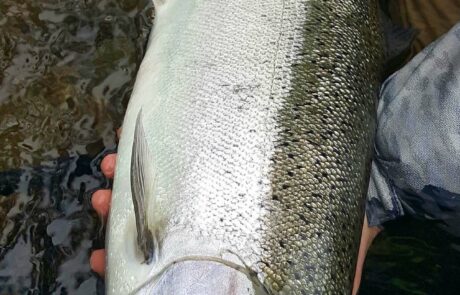 Picture of a Winter Steelhead from a recent guided fishing trip