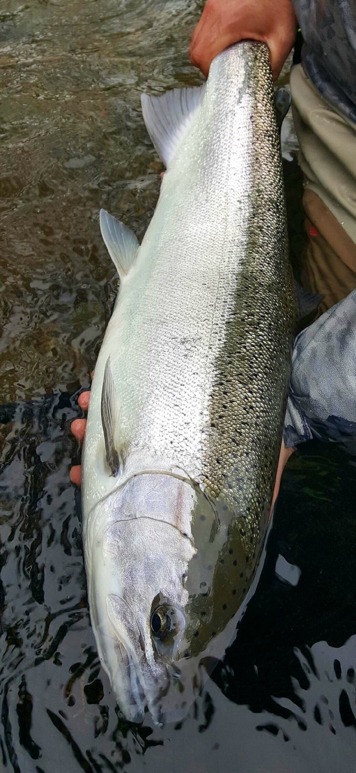 Picture of a Winter Steelhead from a recent guided fishing trip