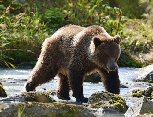 Top Tips for Kenai River Fishing Trips