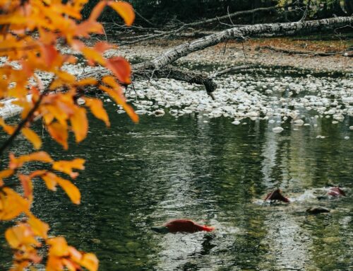 Exploring the Kenai River Sockeye Salmon Run